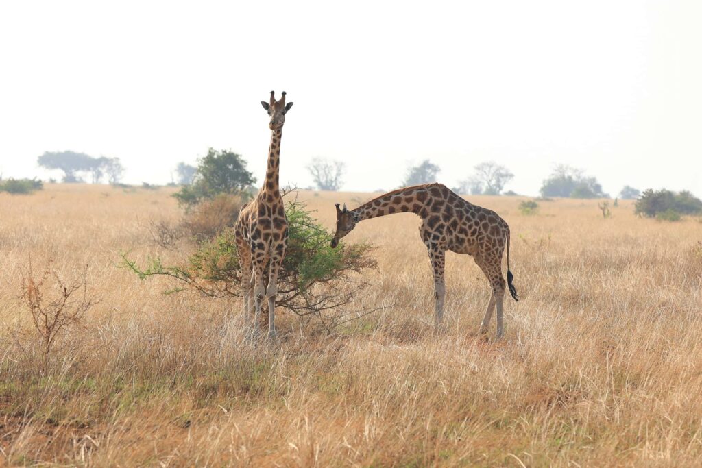 clinton-mwebaze-2ugutHUx2do-unsplash