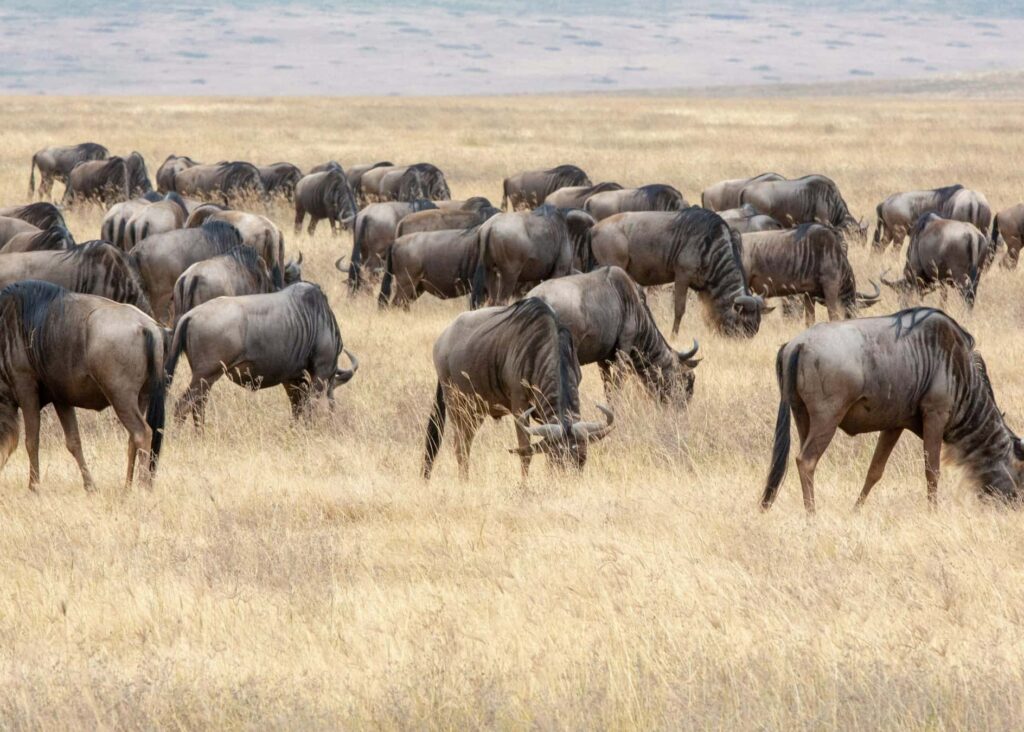 jean-daniel-calame-knfm6lEXAWg-unsplash