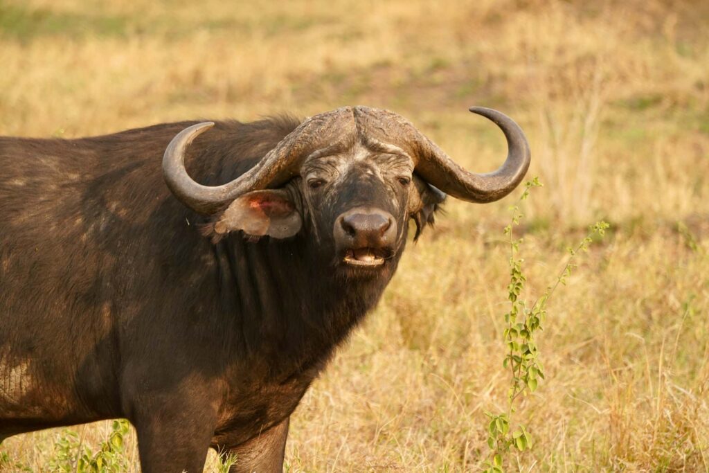 loloscott-qreiRASE8pY-unsplash