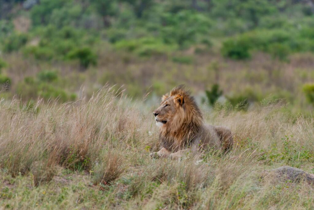 patrick-kool-y3wZsM8IpDs-unsplash