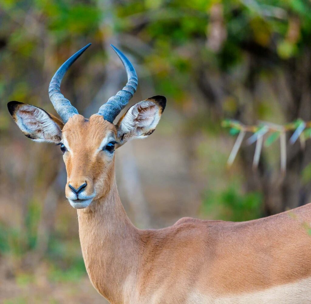 tatenda-mapigoti-GIC7mC3-4vE-unsplash