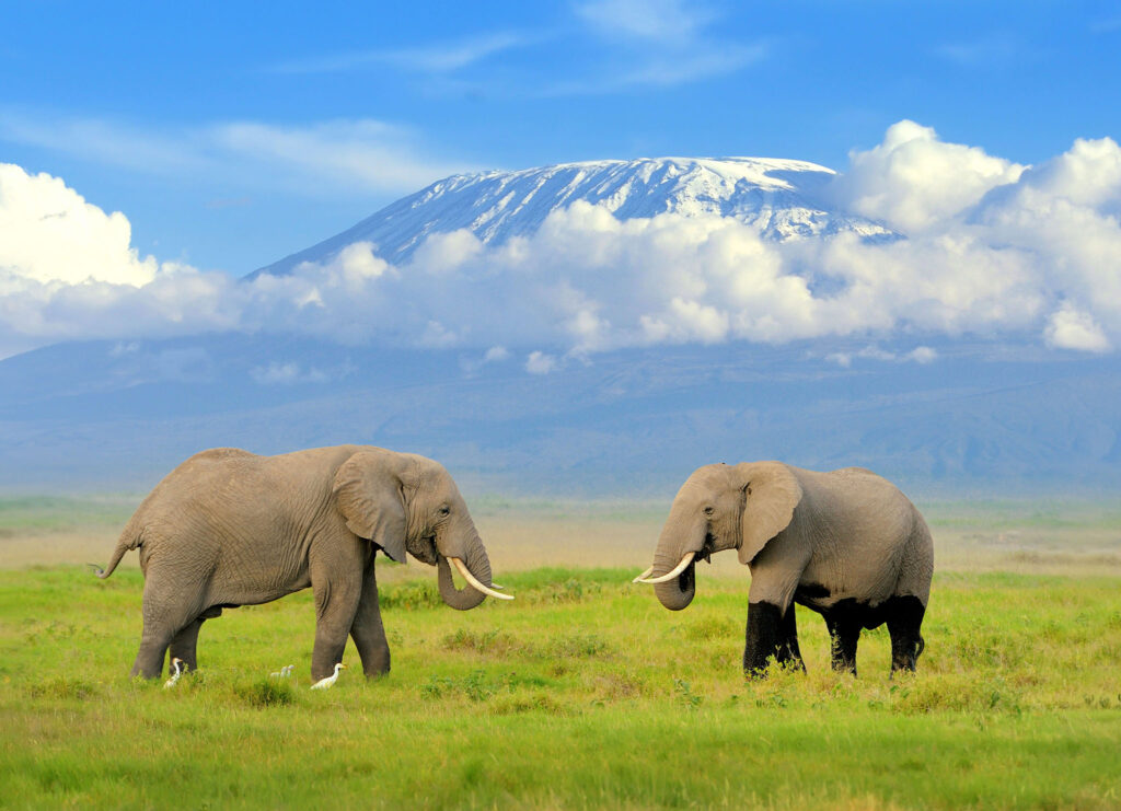 elephant-amboseli-kilimanjaro