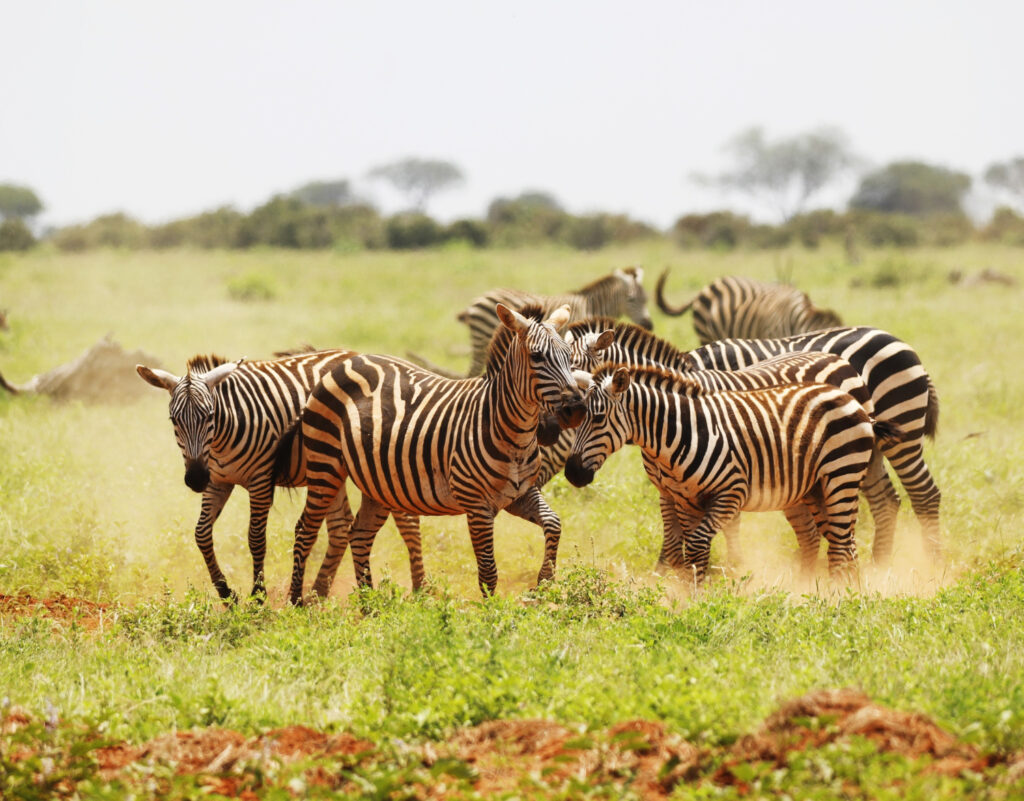 group-zebras-grazing-tsavo-east-national-park-kenya-africa(1)